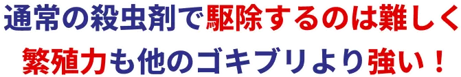 通常の殺虫剤で駆除するのは難しく繁殖力も他のゴキブリより強い!